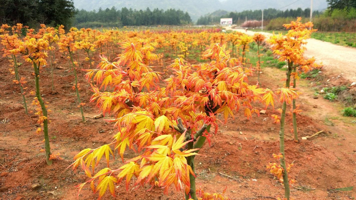 求購紅楓小苗,紅楓樹市場價格,北美紅楓價格