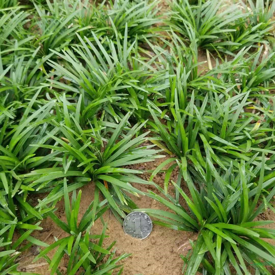 日本矮麦冬草分株种植间距与种植养护