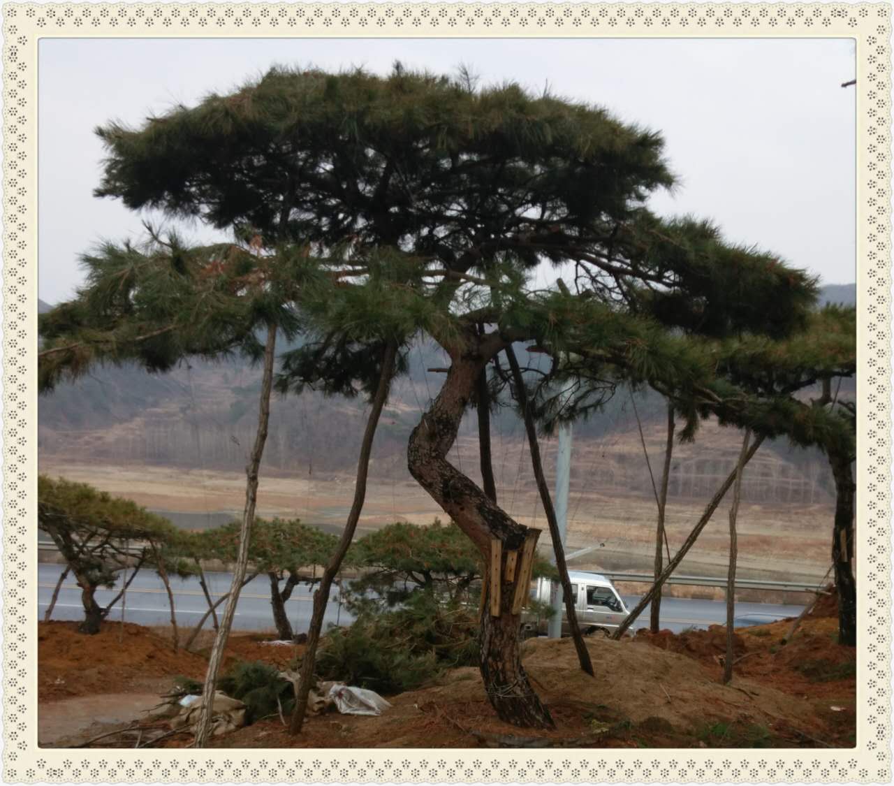 山东造型松树联系方式图片