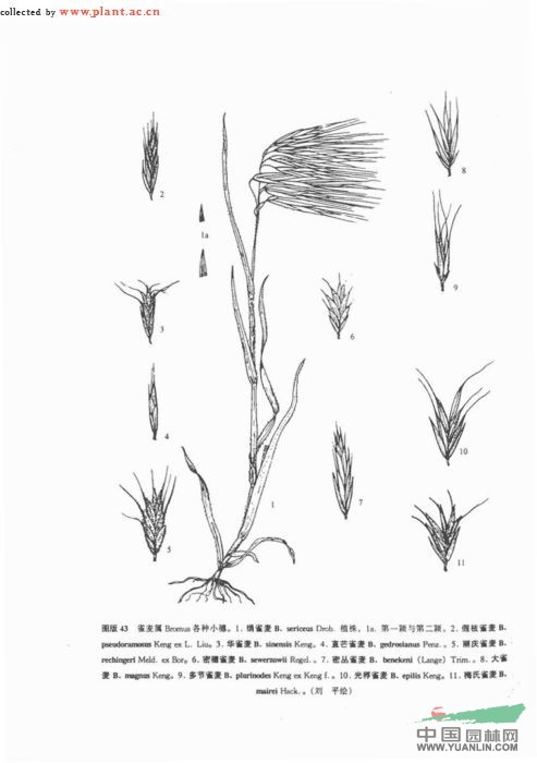 扁穗雀麦手绘图片