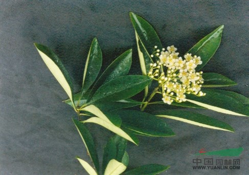 薔薇科 石楠屬 欏木 種 名: 學 名:photinia davidsoniae 別 名