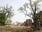 唐山：小区拆迁市民忧心古树被损毁