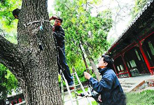 北京颐和园声波仪为古树“体检”
