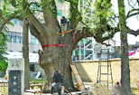 上海：城区最老古树得到复壮保护