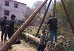 安徽：宁国深山古树遭疯狂盗掘