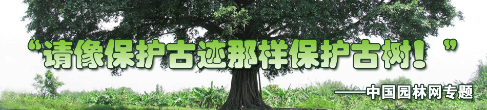 中国园林网-古树名木保护专题